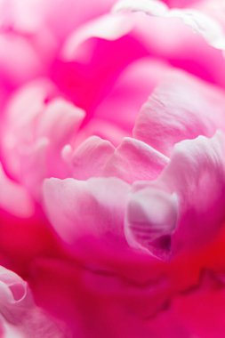 Çiçekli düğün, bahar ya da bahçe dekorasyonu konsepti.