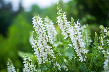 Bahçedeki beyaz salvia çiçekleri