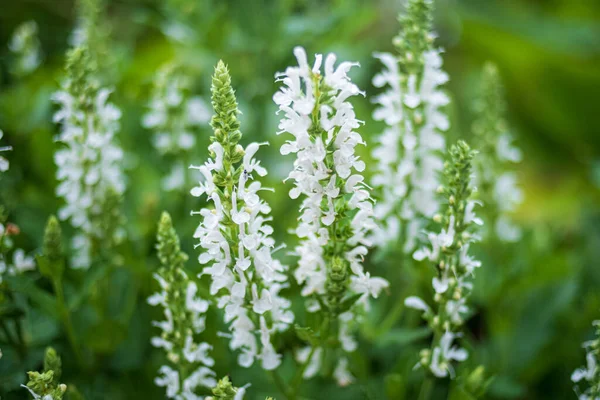 Bahçedeki beyaz salvia çiçekleri