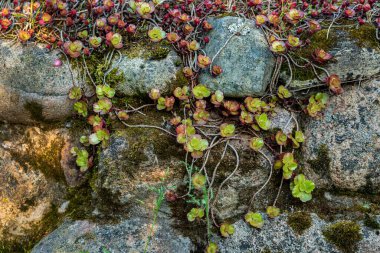 Taş duvardaki küçük bitkiler