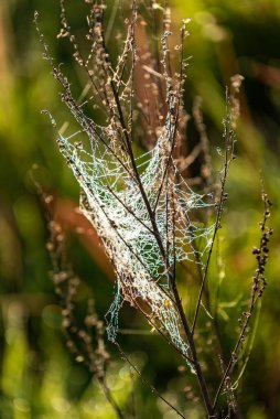 Örümcek ağı doğal arka plan