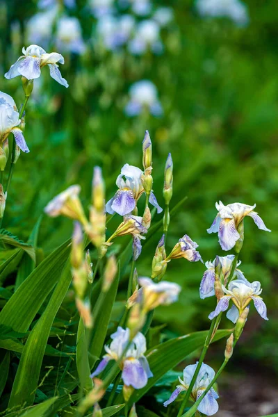 Fiori Iris Blu Giardino — Foto Stock