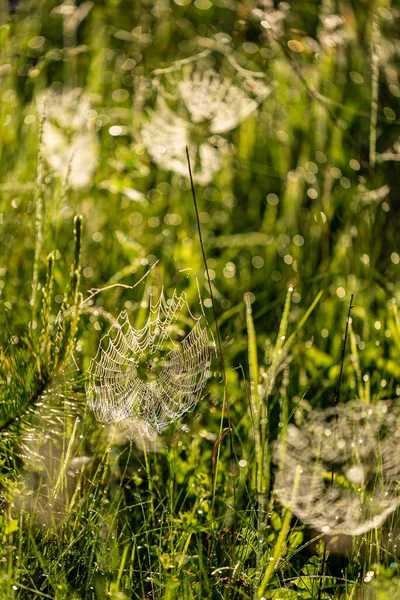 Natuurlijke Achtergrond Van Spinnenweb — Stockfoto