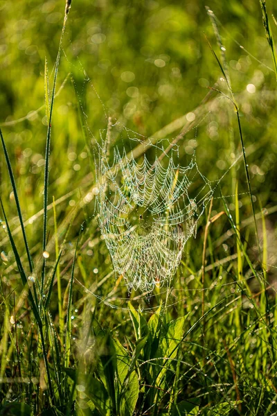 Pavučina Přirozeného Pozadí — Stock fotografie