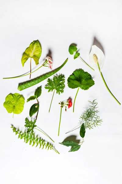 Green Leaves White Background — Stock Photo, Image