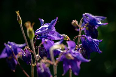Aquilegia alpina mor baharda bahçede.