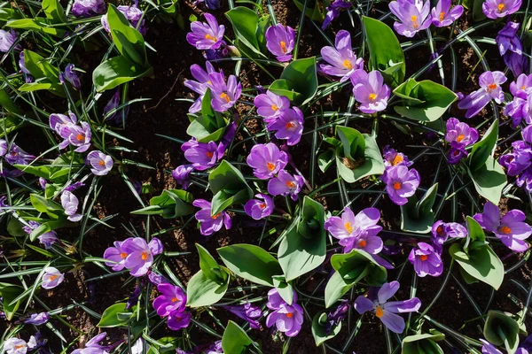 花园里的紫色番红花 — 图库照片