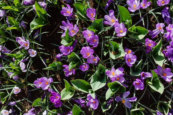 Paarse Krokussen Tuin — Stockfoto