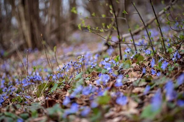 Blooming Plants Outdoors Early Spring Season — Stock Photo, Image