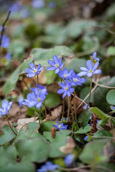 Blooming Plants Outdoors Early Spring Season — Stock Photo, Image
