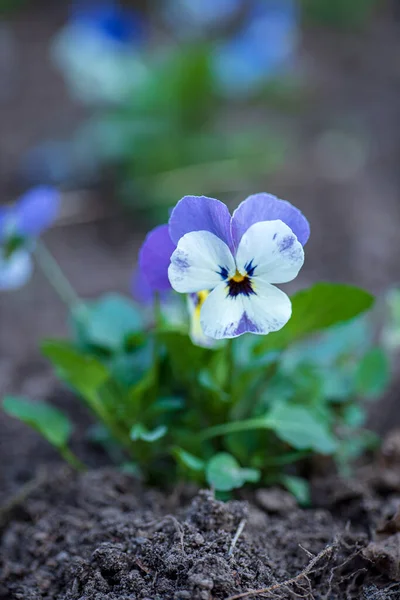 Viola Virág Kertben — Stock Fotó