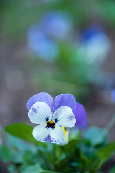 Viola Kukka Puutarhassa — kuvapankkivalokuva