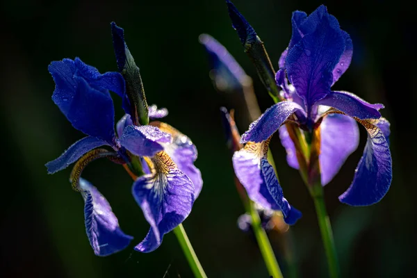 Flores Iris Jardín —  Fotos de Stock