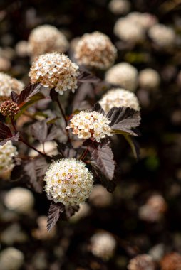 Bahçedeki koyu mor bitki örtüsü yaprakları.. 