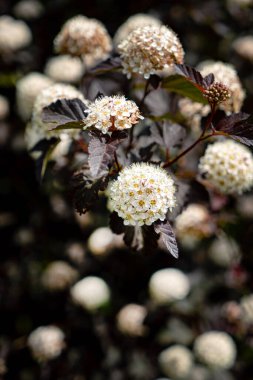 Bahçedeki koyu mor bitki örtüsü yaprakları.. 