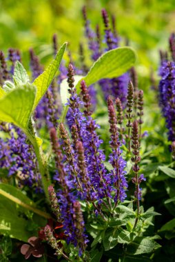 Bahar çayırında Salvia 'nın mor çiçekleri..