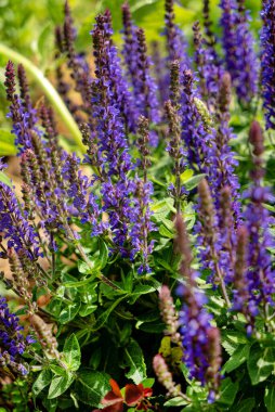 Bahar çayırında Salvia 'nın mor çiçekleri..