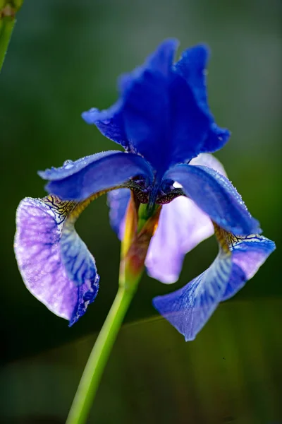 Flores Íris Jardim — Fotografia de Stock