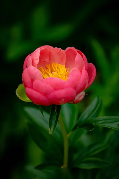 Pivoine Corail Dans Jardin — Photo