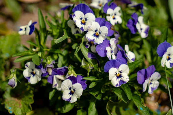 Viola Blumen Garten — Stockfoto