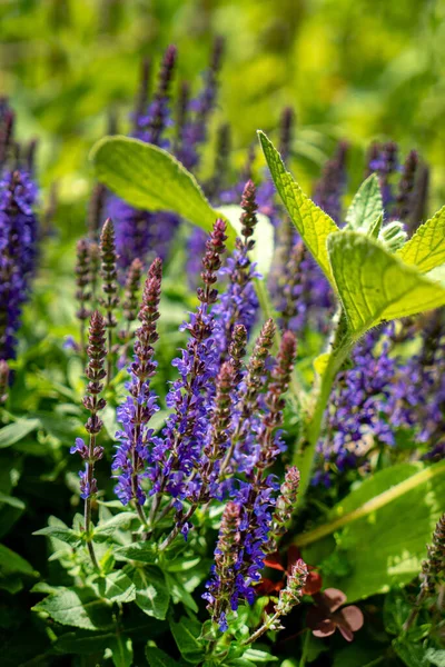 Violette Bloemen Van Salvia Officinalis Voorjaarsweide — Stockfoto