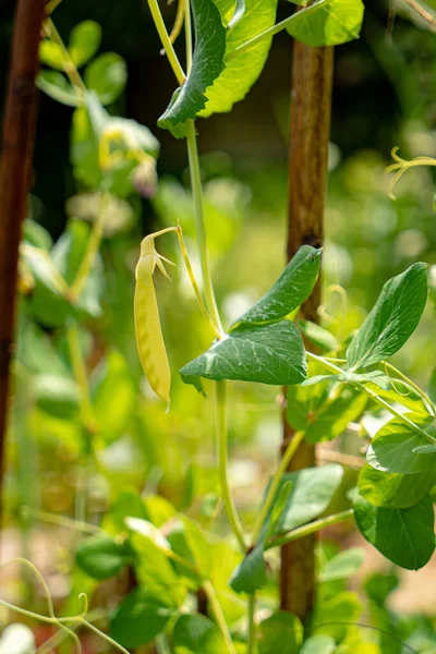 Jonge Groene Erwten Tuin — Stockfoto