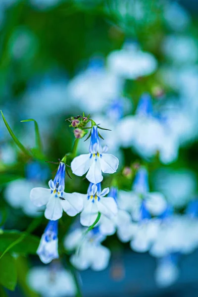 Bellissimi Fiori Lobelia Verde Delicato — Foto Stock