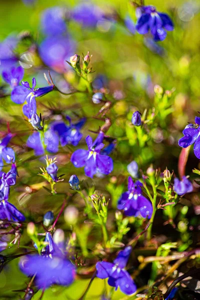 Lindas Delicadas Flores Lobelia Verde — Fotografia de Stock