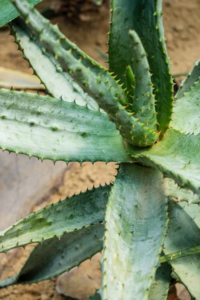 Planta Aloe Suelo Arena Del Desierto —  Fotos de Stock