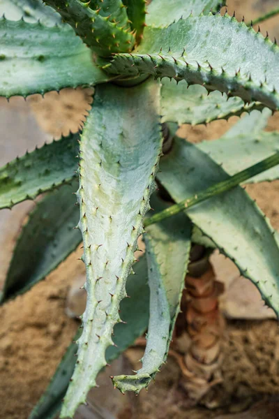 Planta Aloe Suelo Arena Del Desierto —  Fotos de Stock