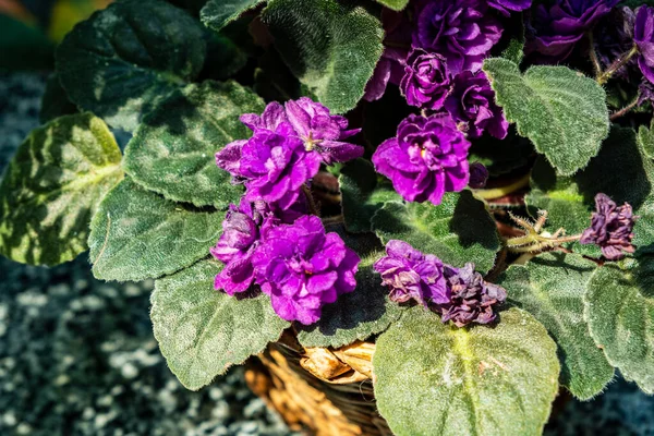 Цветы Виолы Горшке — стоковое фото
