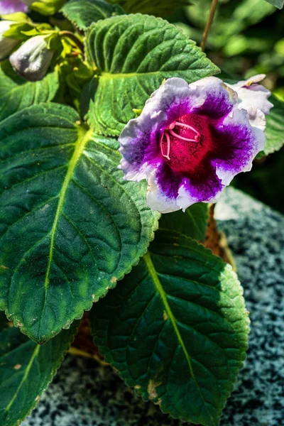 ดอกไม ยวและส ชมพ ของ Gloxinia — ภาพถ่ายสต็อก