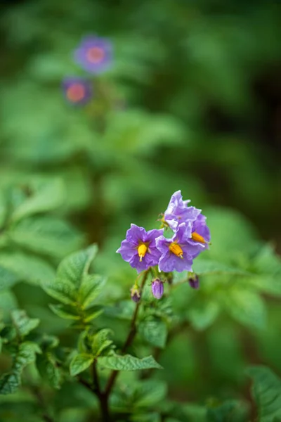 Ländliche Landschaft Sommer Kartoffeln Garten — Stockfoto