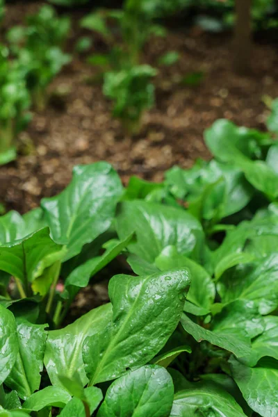 Spinach Organic Garden — Stock Photo, Image