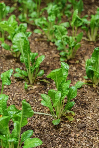 Spinach Organic Garden — Stock Photo, Image