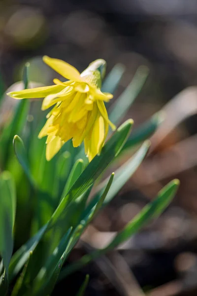 Jeune Narcisse Dans Jardin — Photo