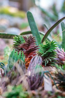 Seradaki sulu bitkiler