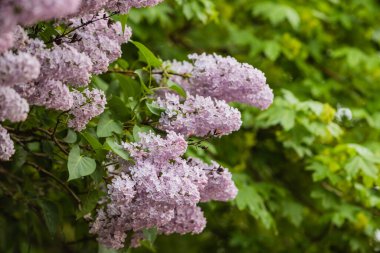 Bahar çiçekli dal pembe leylak çiçekleri,