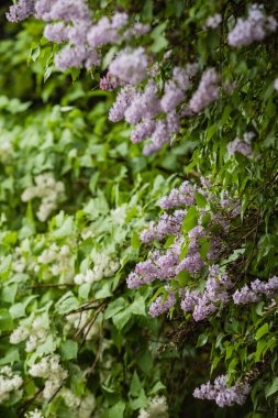 Bahar çiçekli dal pembe leylak çiçekleri,