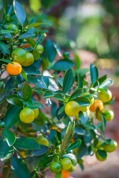 Mogen Mandariner Växer Liten Prydnads Tangerine Träd — Stockfoto