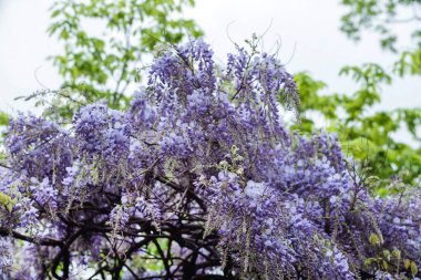 Güzel bahar salkımcığının çiçek açması