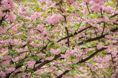 çiçek ağaçlarıyla dolu bir bahar parkı.