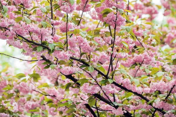 Spring Park Blossom Trees — Stock Photo, Image
