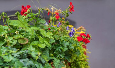 Kutularda güzel çiçekler var.