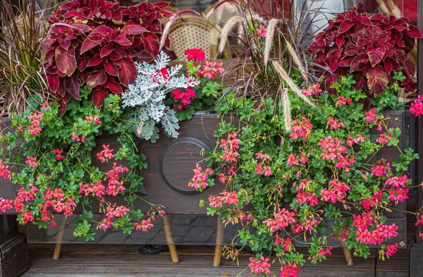 Schöne Blumen Den Containern — Stockfoto