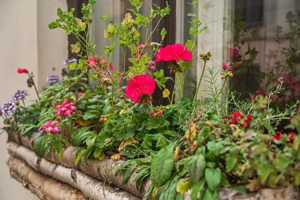 コンテナの中の素敵な花 — ストック写真