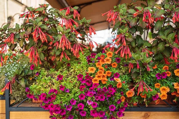 Schöne Blumen Den Containern — Stockfoto