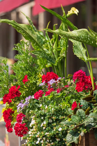 Ładne Kwiaty Pojemnikach — Zdjęcie stockowe