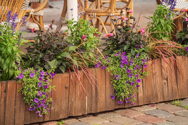 Nice Flowers Containers — Stock Photo, Image