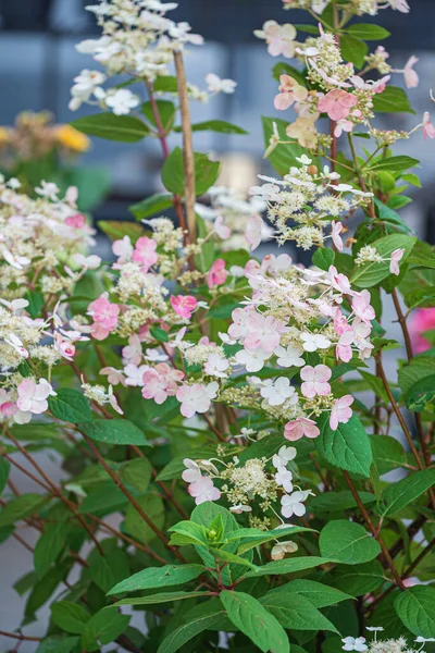 Hortensienblüte Topf — Stockfoto